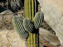 USA_Mexico2006-2007-053